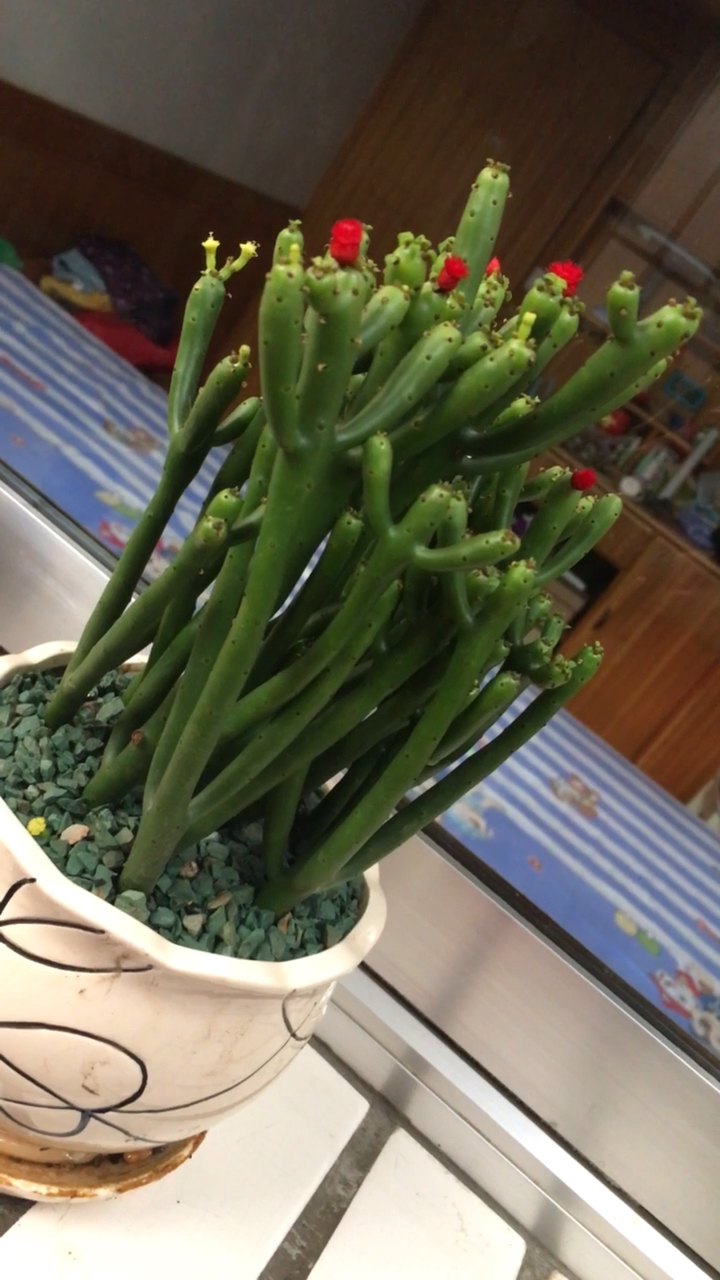 多肉植物  (珊瑚棒)、(红宝石)