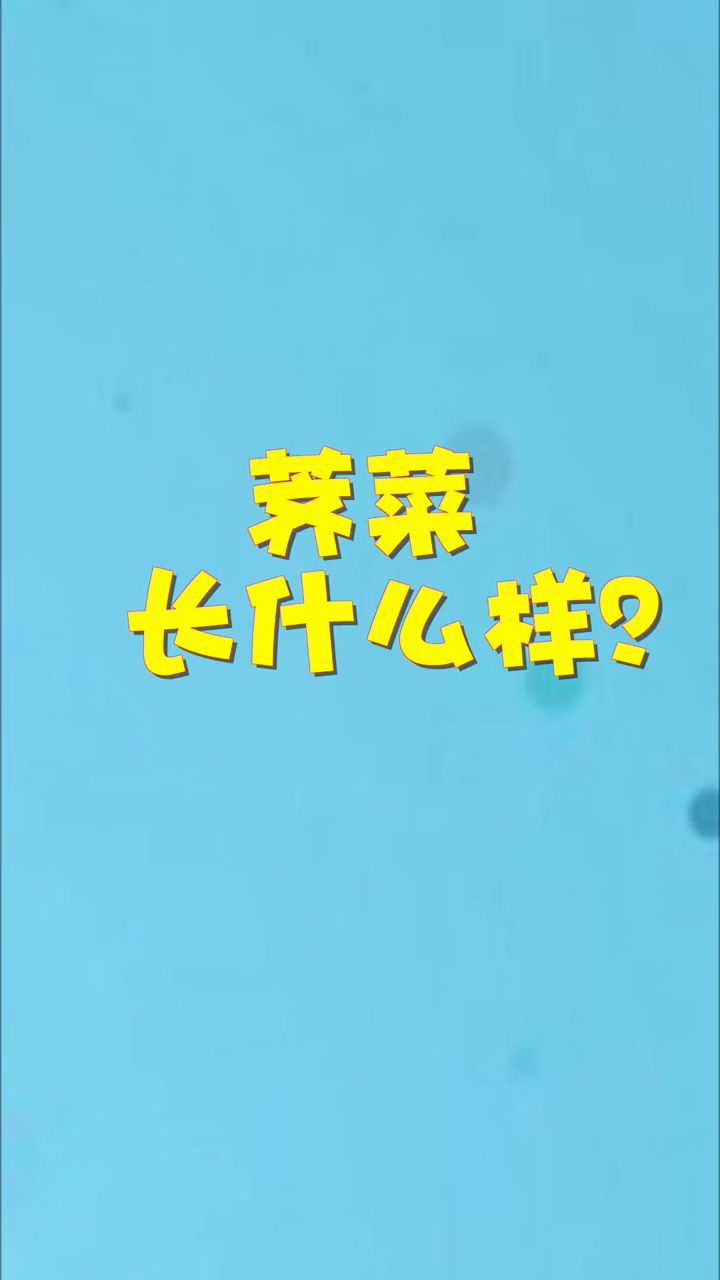 荠菜长什么样    