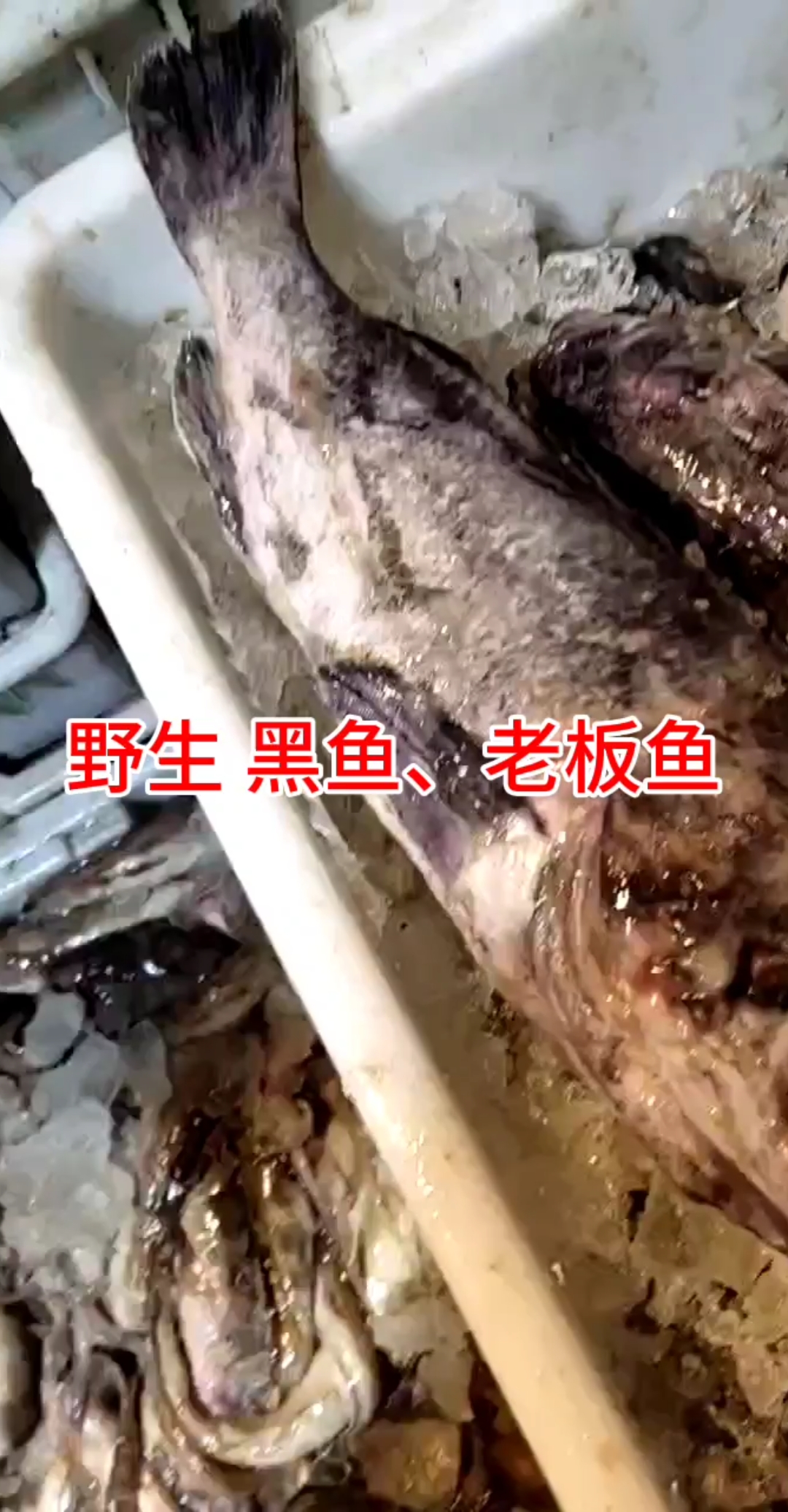 #海鲜#老板鱼、黑鱼,哪种是你喜欢吃的?