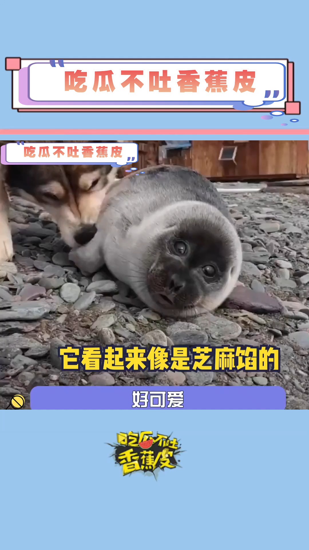 啊啊啊啊小糯米团子也太可爱了叭!