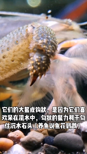 非洲巨网
