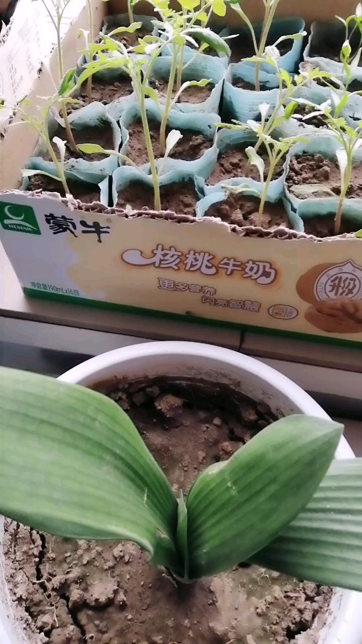 核桃牛奶