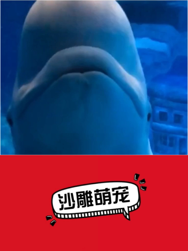 都说白鲸的头像寿公,愿看到的人,平平安安健健康康