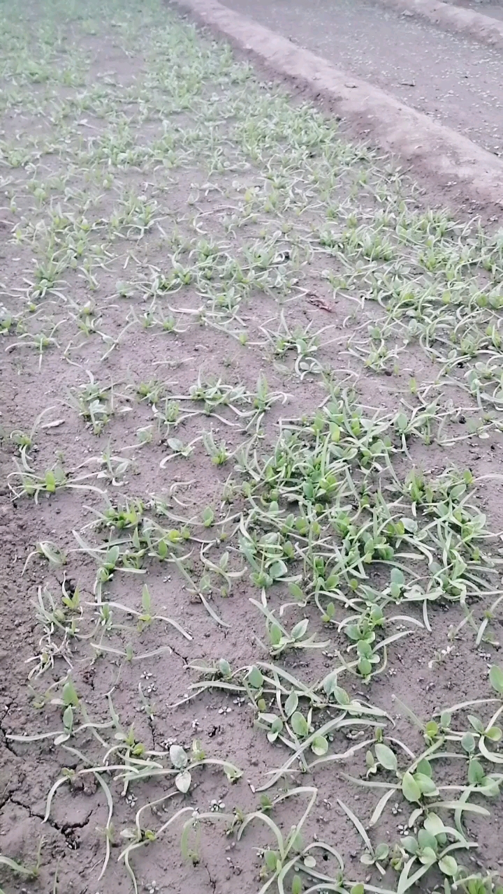 菠菜发芽了