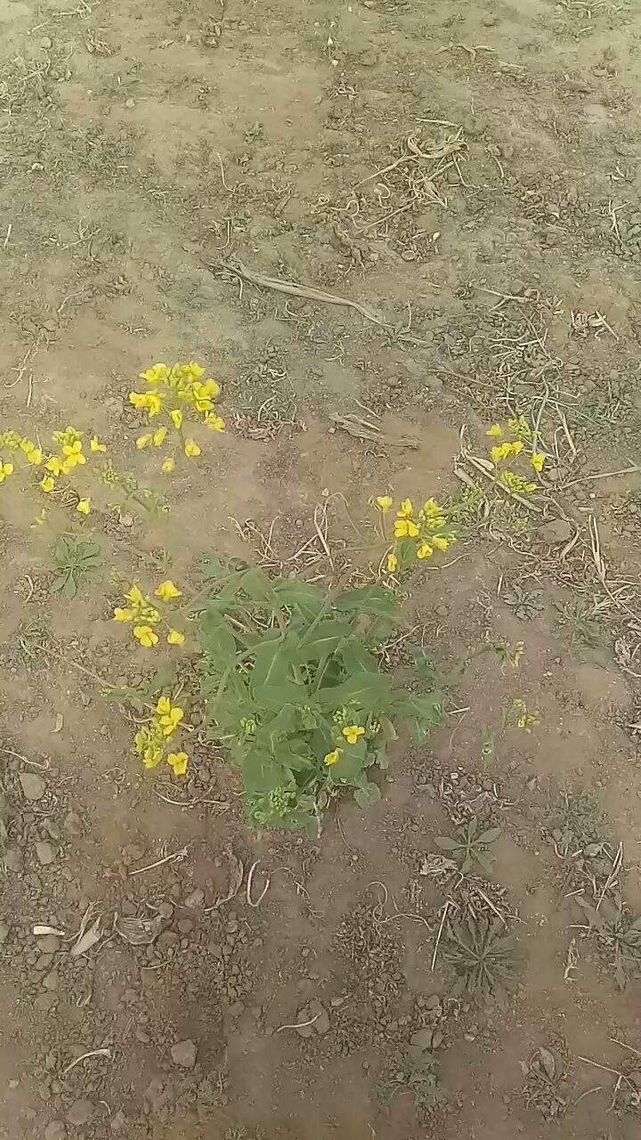 谁知道这是什么花?
