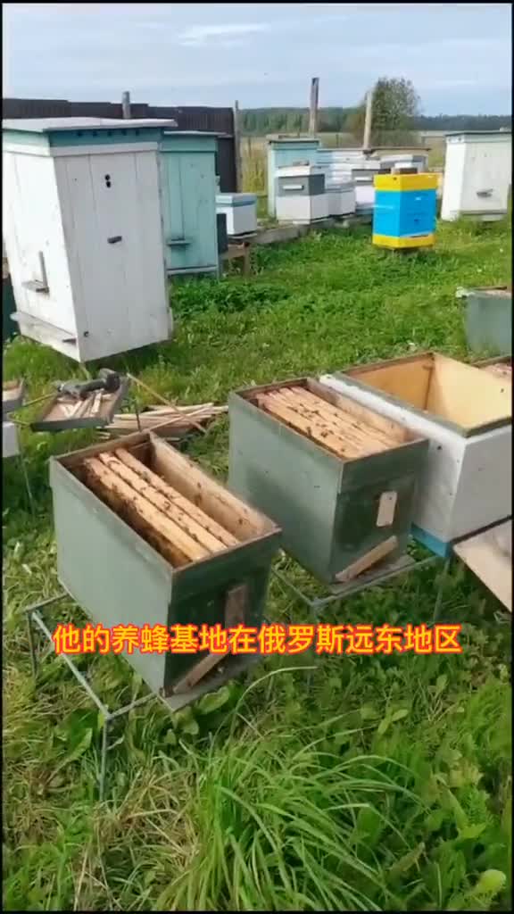 在俄罗斯生活的蜜蜂,可太不容易了