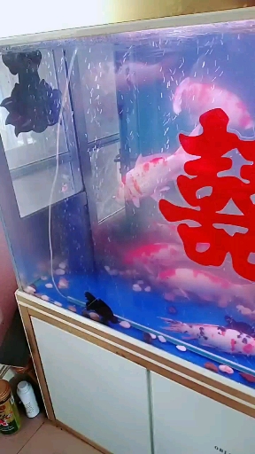 #中秋#回家给大家分享一下老爷子的鱼福