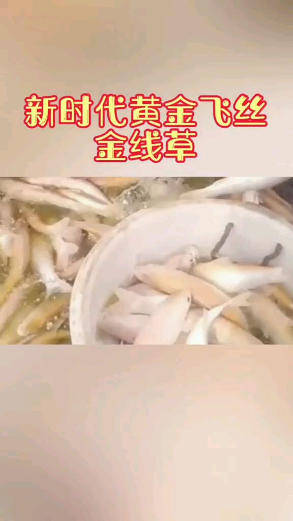 金线草鱼的养殖技术