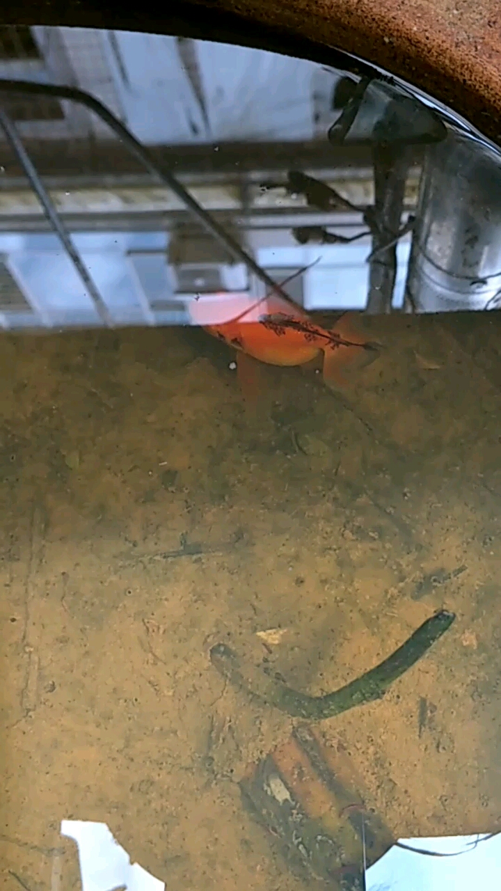多可爱的一条小金鱼啊!