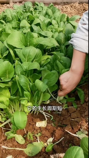 这种小油菜特别耐热,适合夏季种植,生长周期短,很快能吃上
