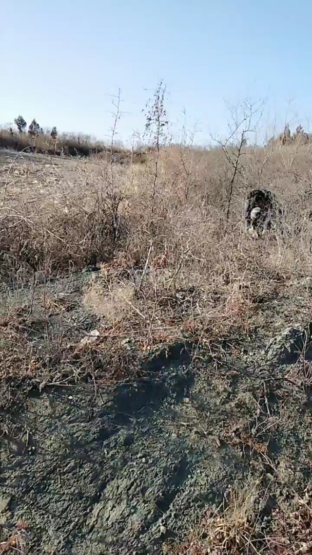 这大山真好   来下野鸡套  明天看看能套着不