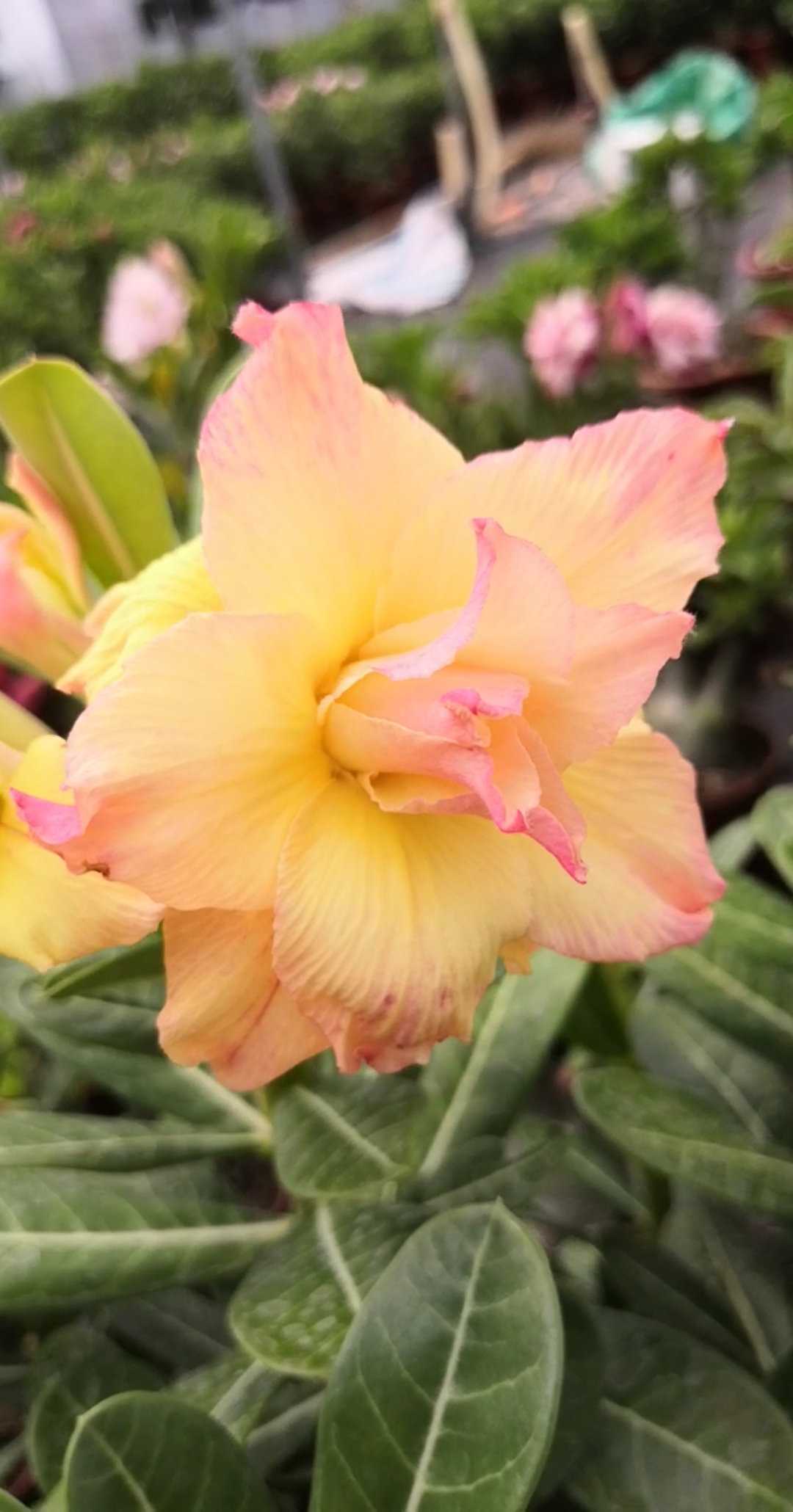 嫩黄色沙漠玫瑰,好温馨啊#沙漠玫瑰#花卉#绿植#盆栽#多肉