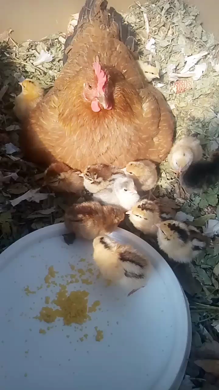 分享视频