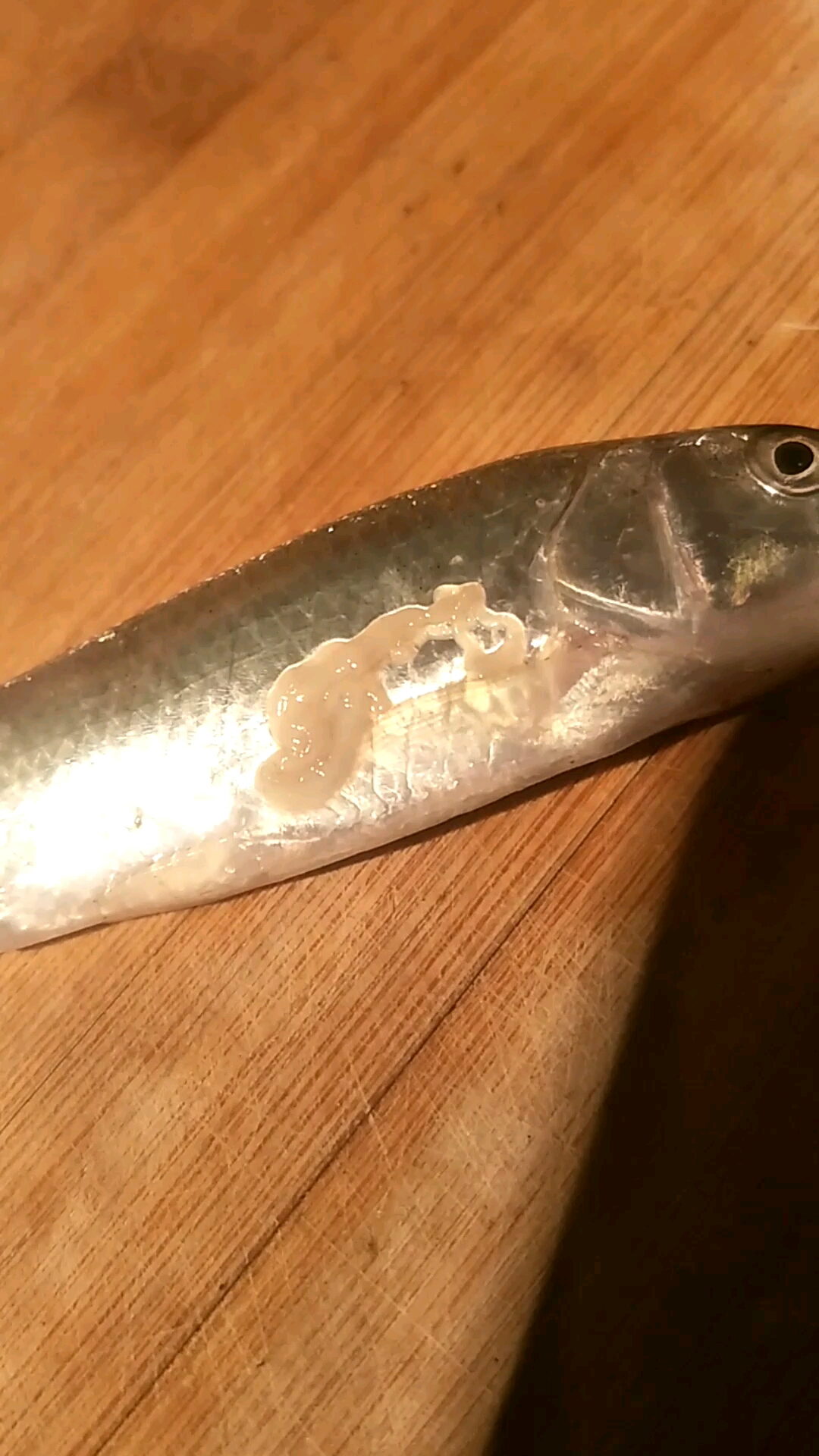 喜欢钓鱼的注意了,水质不好的,鱼腮里可能会有这些寄生虫。