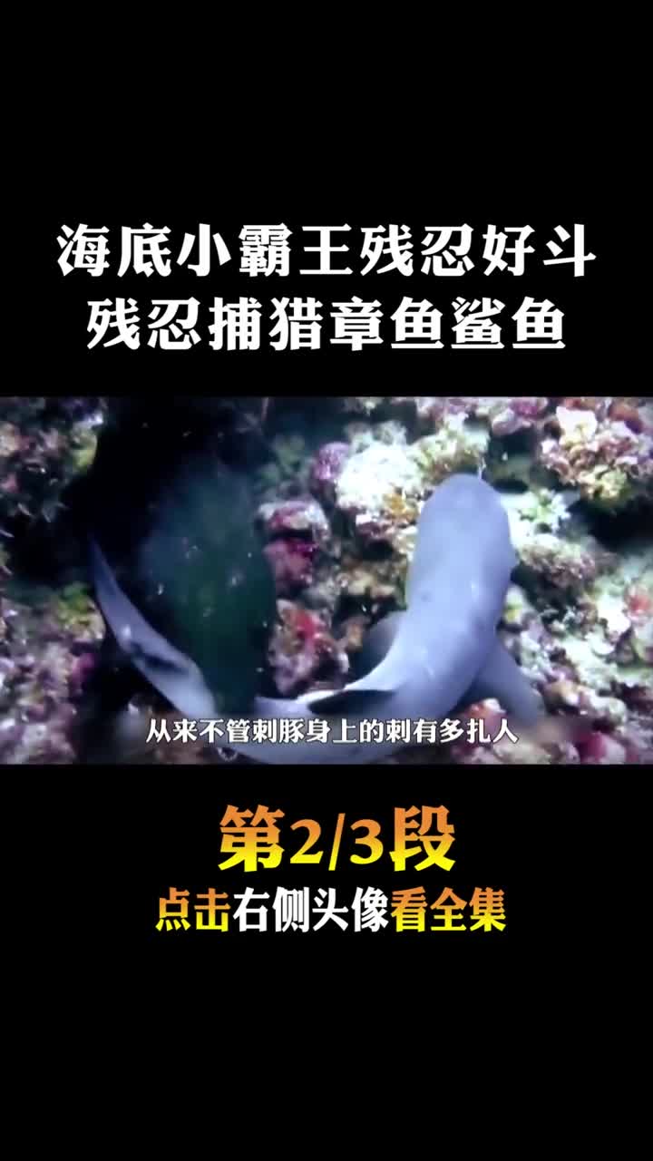 #动物世界#暴打章鱼欺负小鲨鱼2