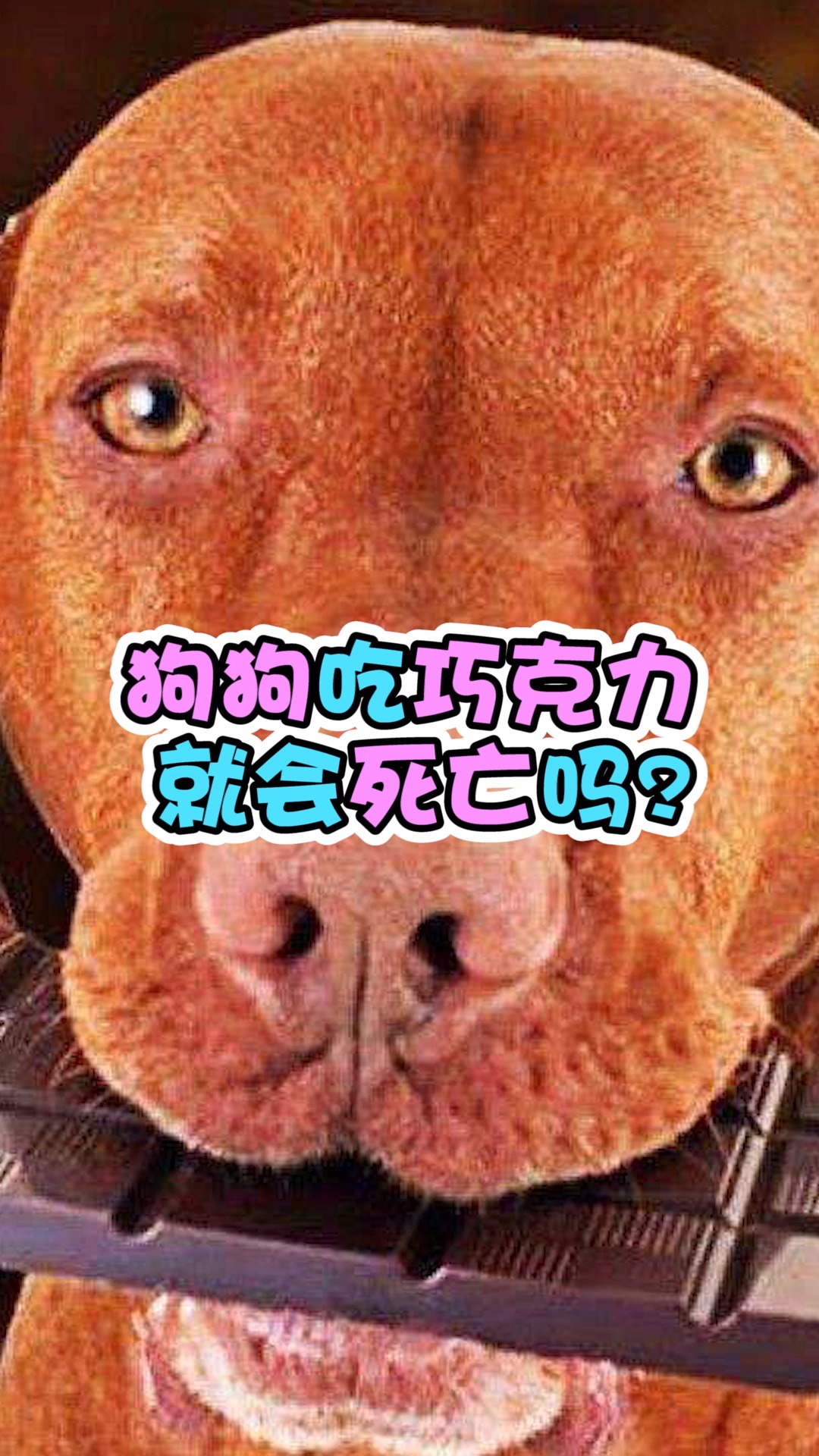 #可爱的狗狗#狗狗吃巧克力会死亡吗?
