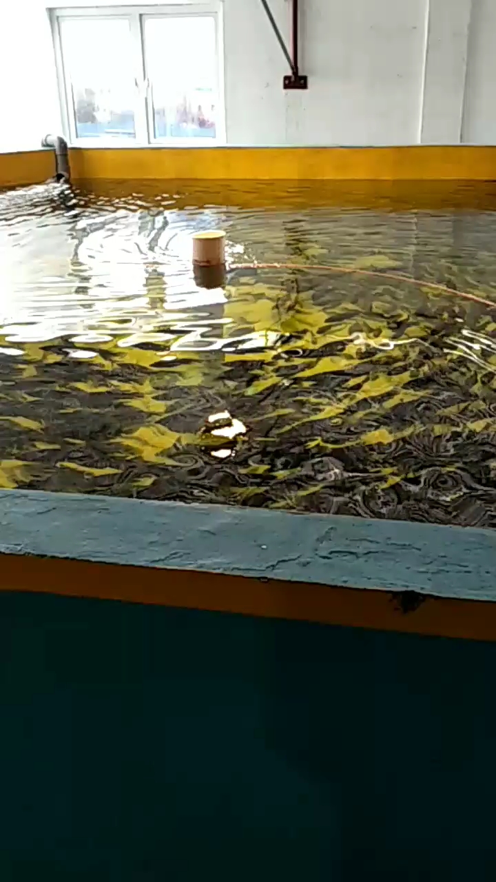 北方也能养殖淡水石斑鱼