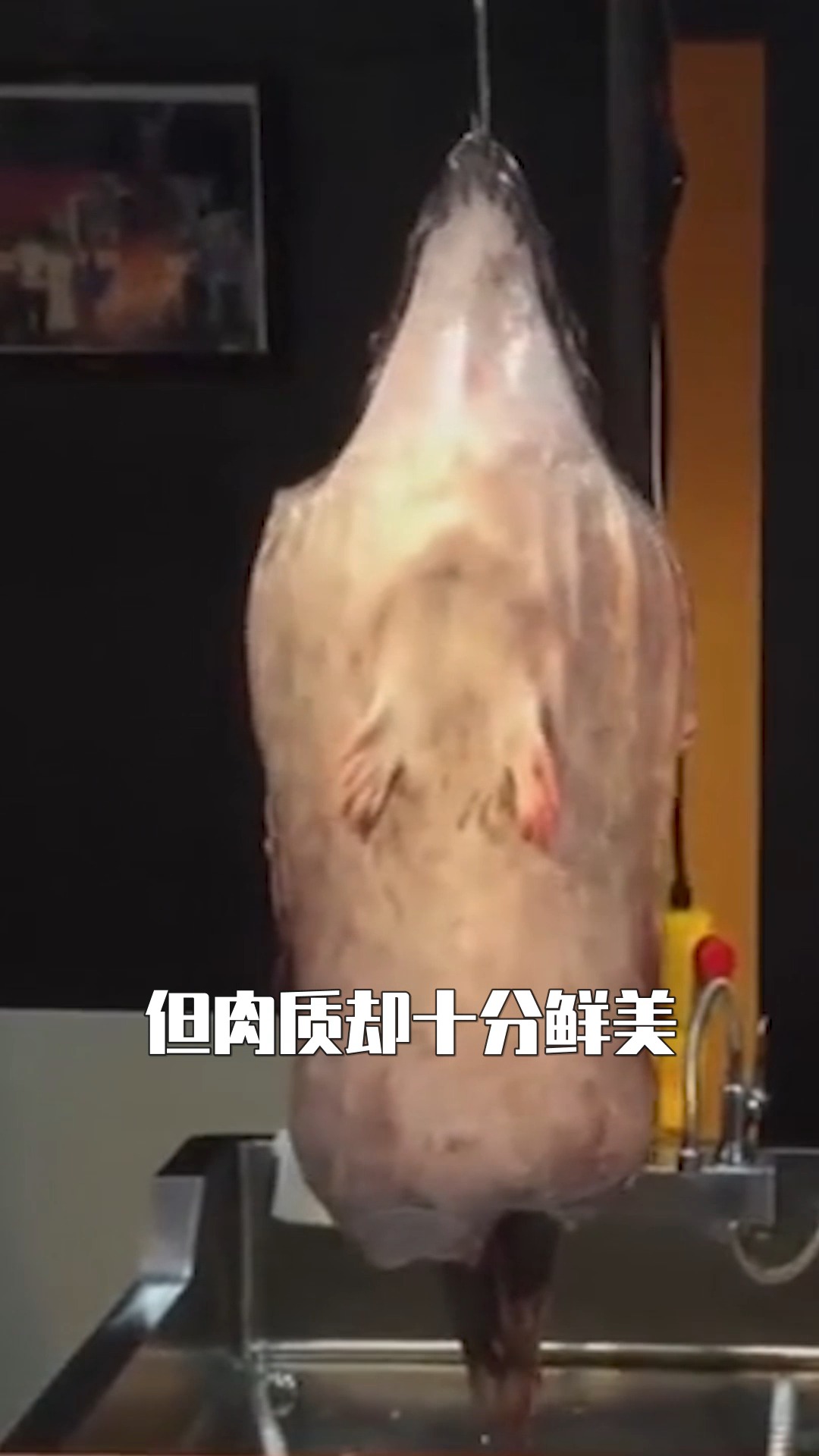 最没出息的鱼,一生要靠老婆“吃软饭”,却十分美味