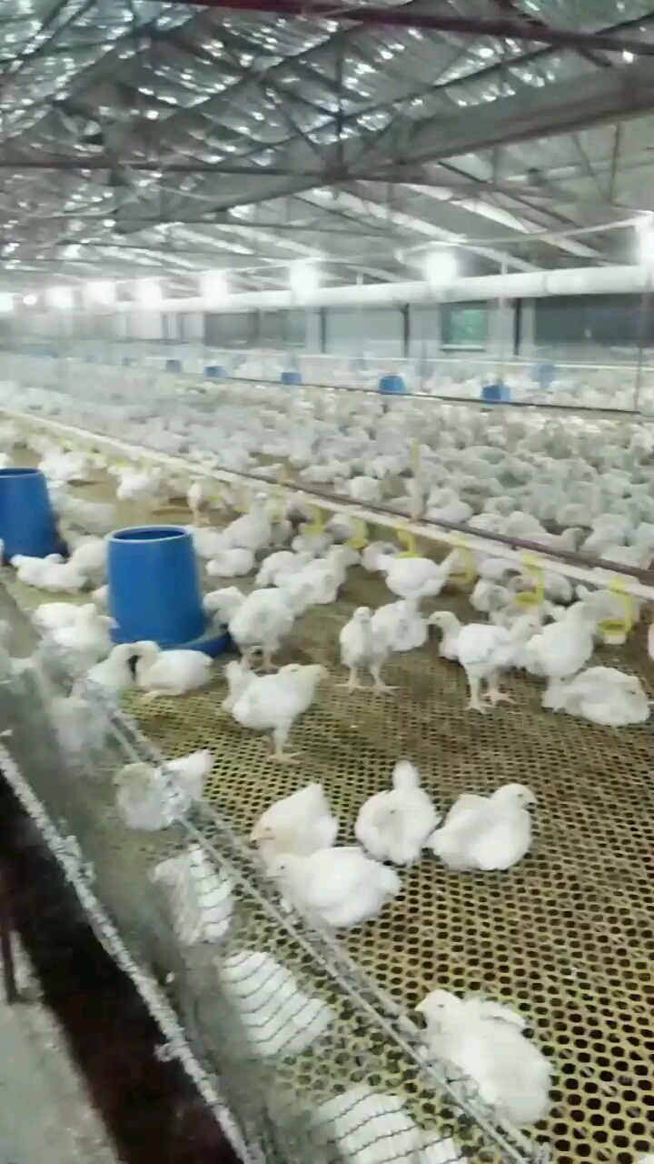 床养肉食鸡