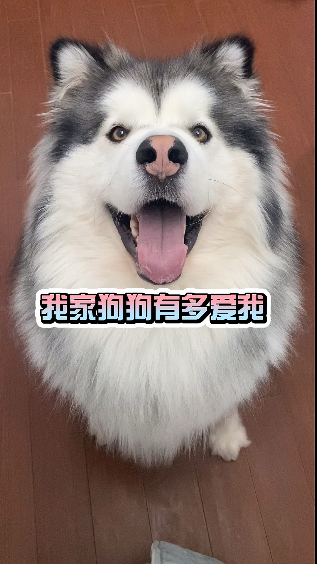 我家狗狗有多爱我?