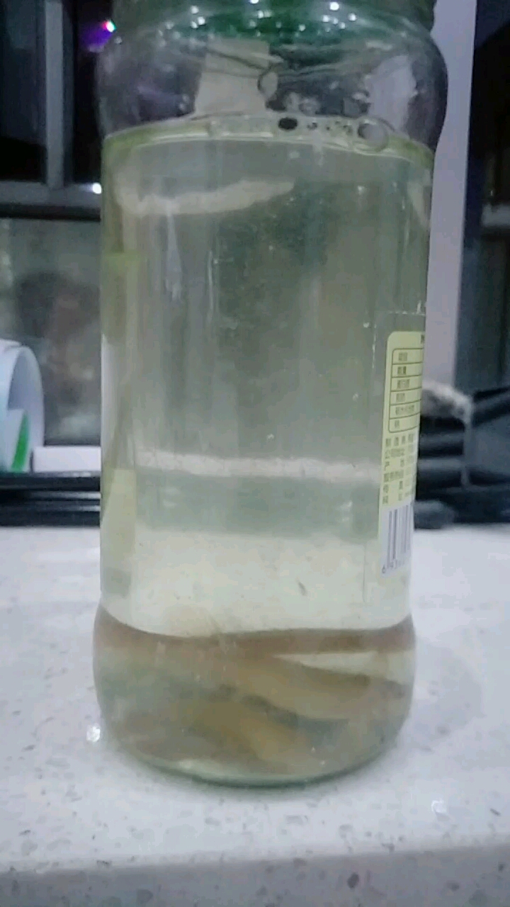 蛇鱼2