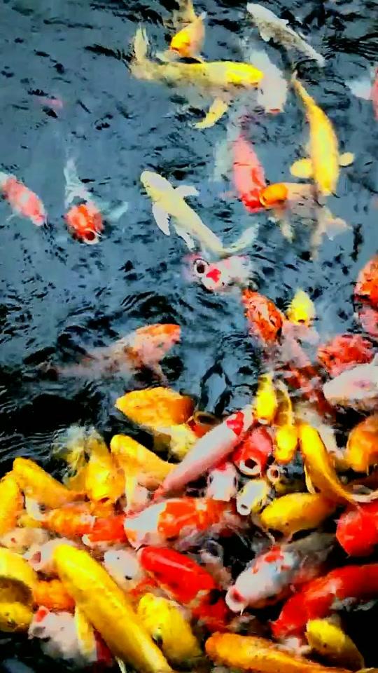 鱼儿水中游,喜从天降,刷到这条视频,你会财源滚滚,身体棒棒,爱情甜甜,好运连连!