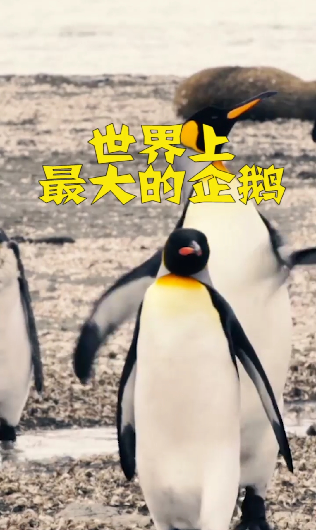 世界上最大的企鹅
