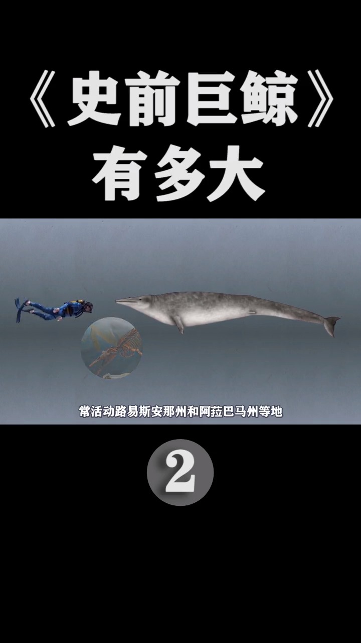 #奇闻趣事抢先看#史前巨鲸长啥样,让我带你来看看