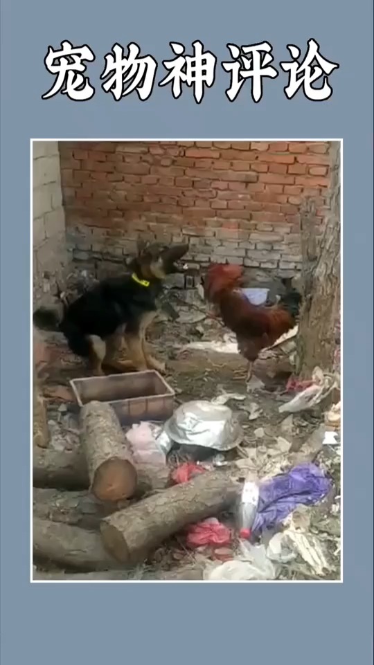 #搞笑视频#狗狗被家里的鸡欺负成这样了!