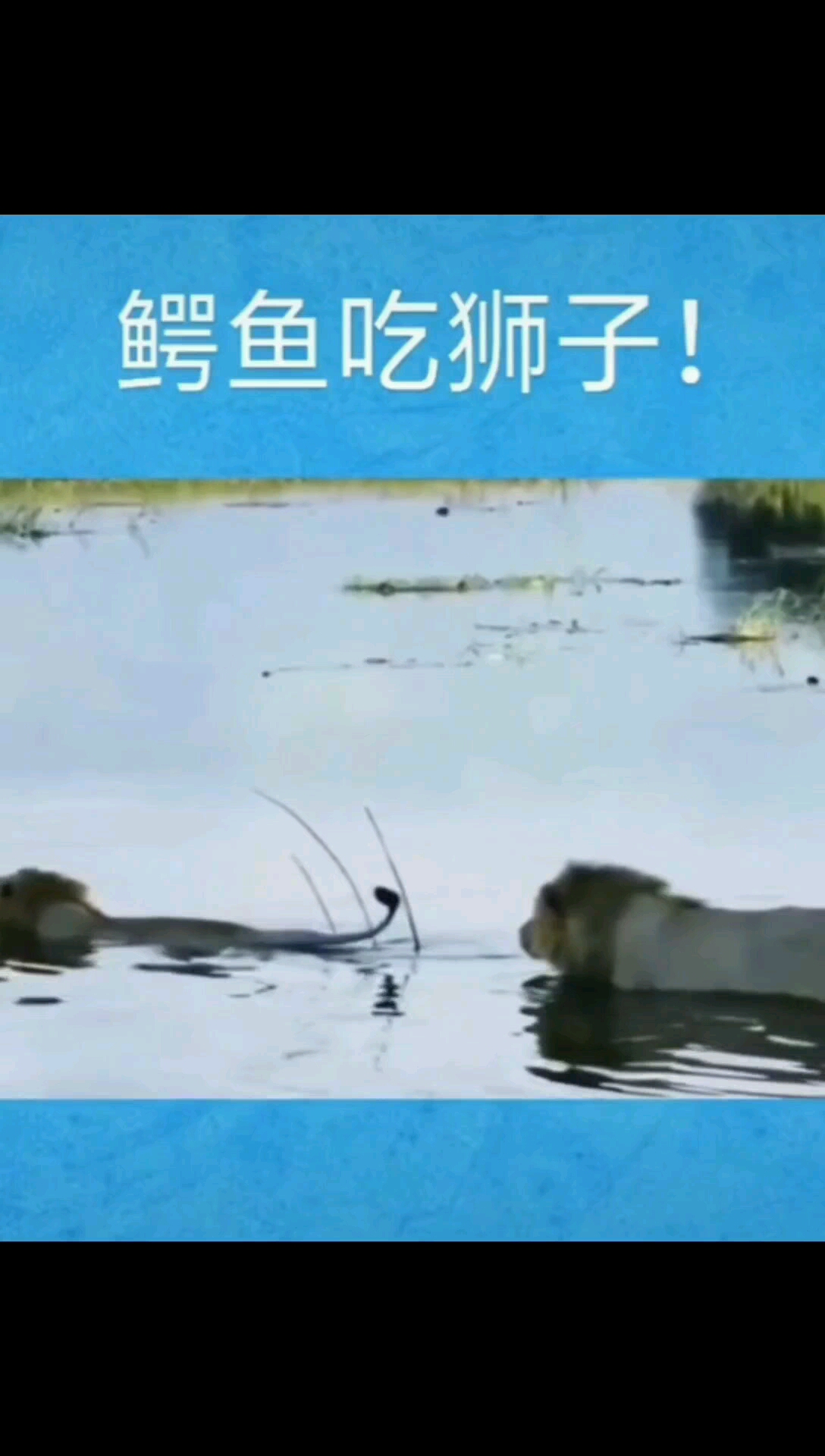 环境决定成败!鳄鱼水中杀死狮子!