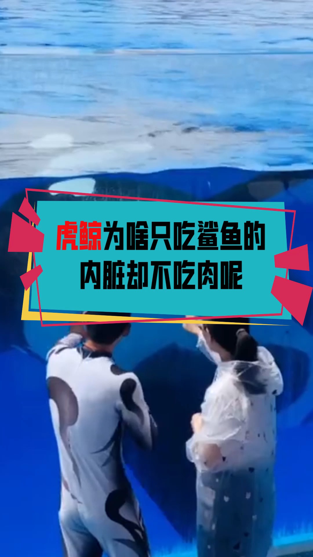 #奇闻趣事抢先看#虎鲸为何只吃鲨鱼的肝脏,而不吃它们的肉?看完后你就知道了