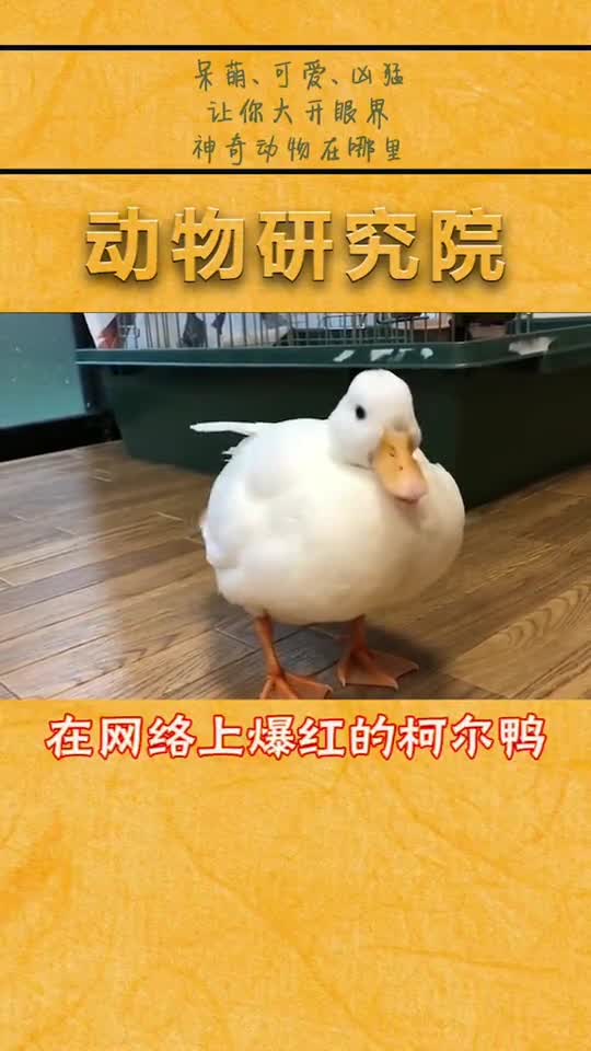 王思聪养过的鸭鸭,我也好想像小鸭鸭一样待在他的身边哟