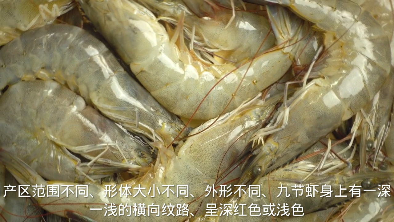九节虾和黑虎虾的区别