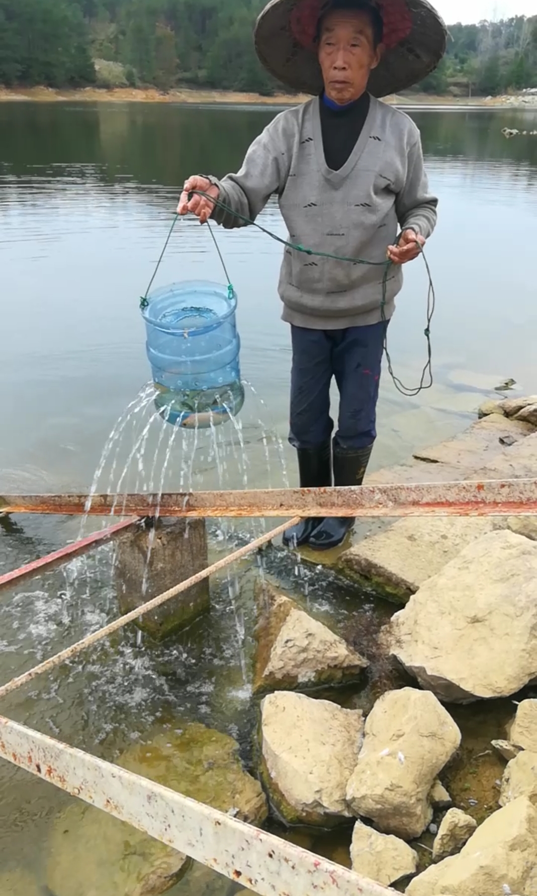 #户外抓鱼#抓到一条黄金鲫鱼,祝见者卡里不缺钱,睡觉不失眠!