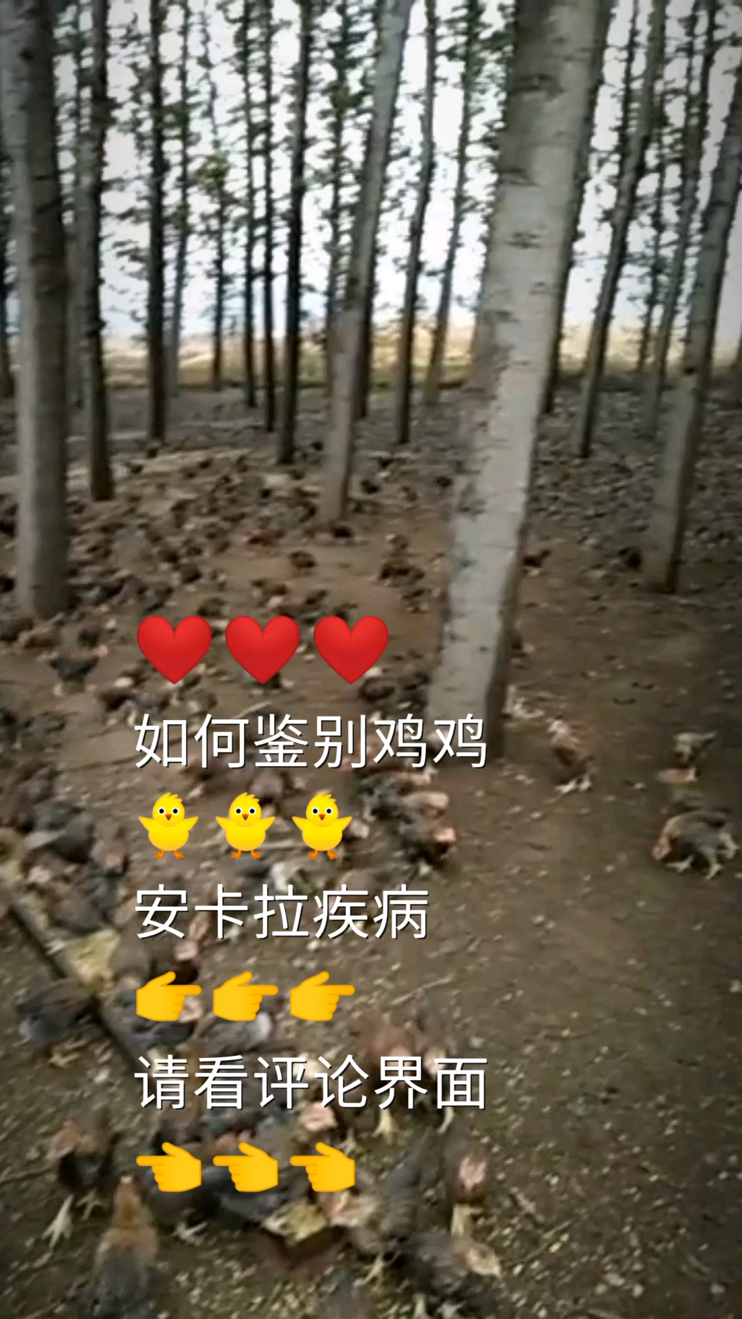 林地散养公鸡如何鉴别鸡鸡安卡拉疾病请看评论界面