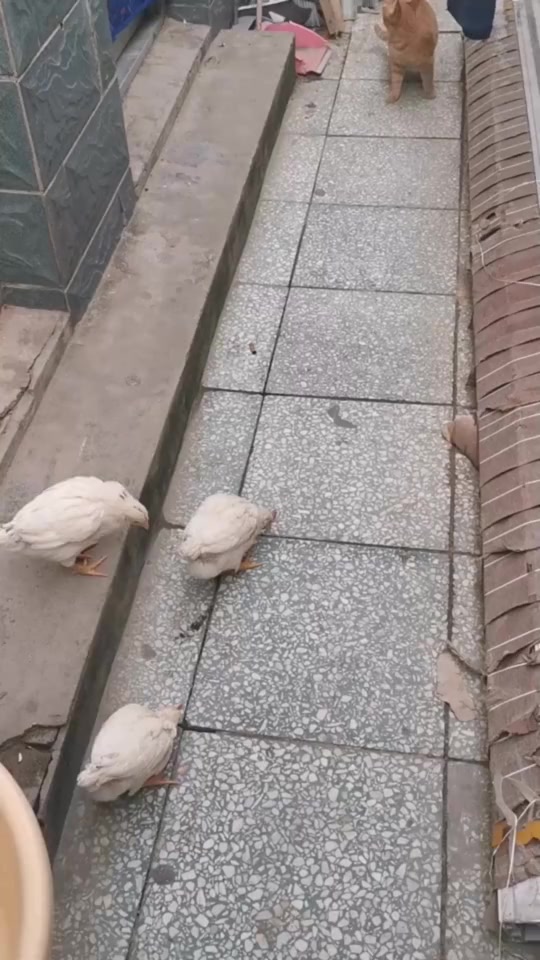 #搞笑段子#猫妹一扭头看到小鸡宝宝们了,赶紧躲到墙后面洗白白