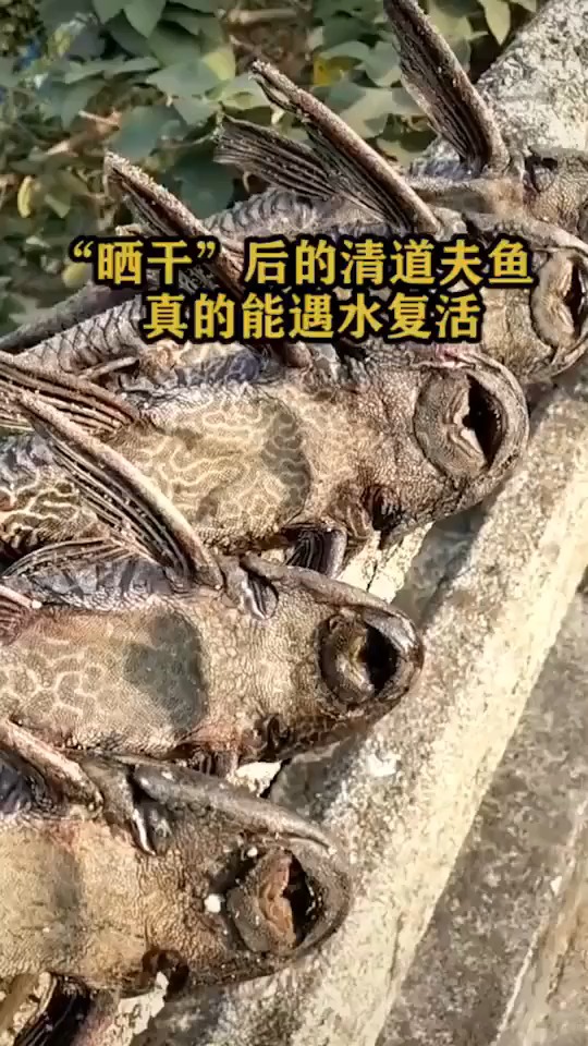 晒干后的清道夫鱼,真的能遇水复活?