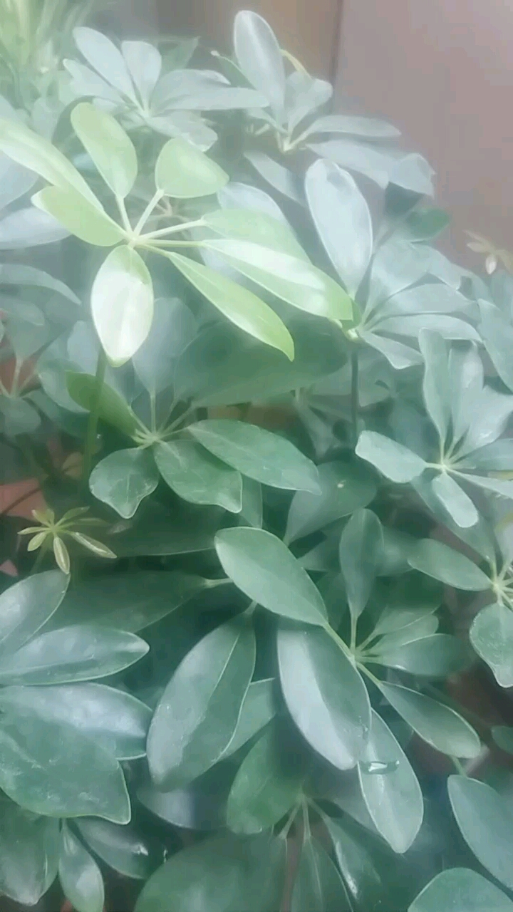 @全民小助手 风水发财树,发财必须有的一棵树