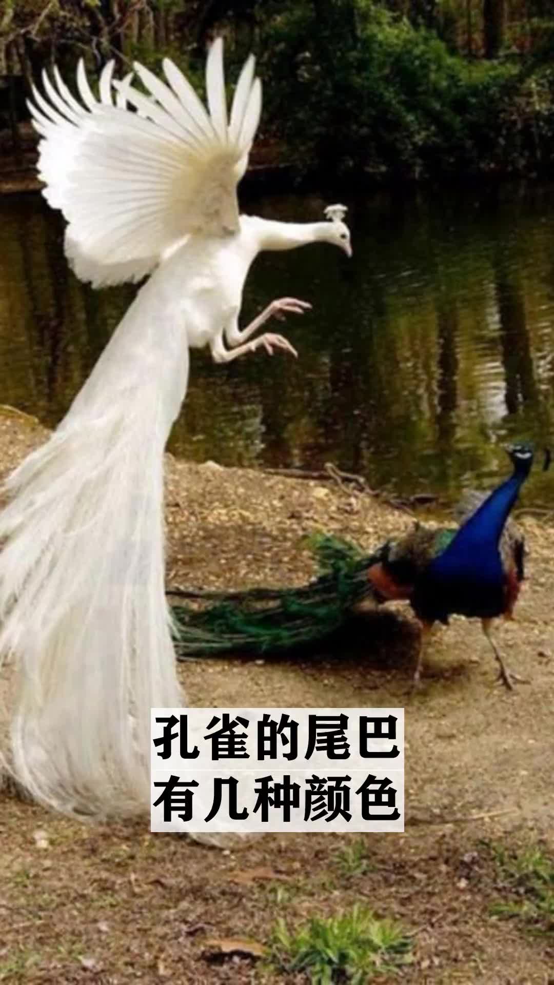 孔雀的尾巴有几种颜色
