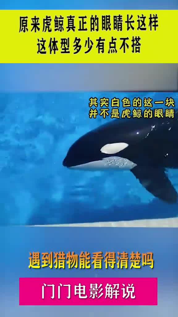 原来虎鲸真正的眼睛长这样,这体型多少有点不搭,遇到猎物能看得清楚吗