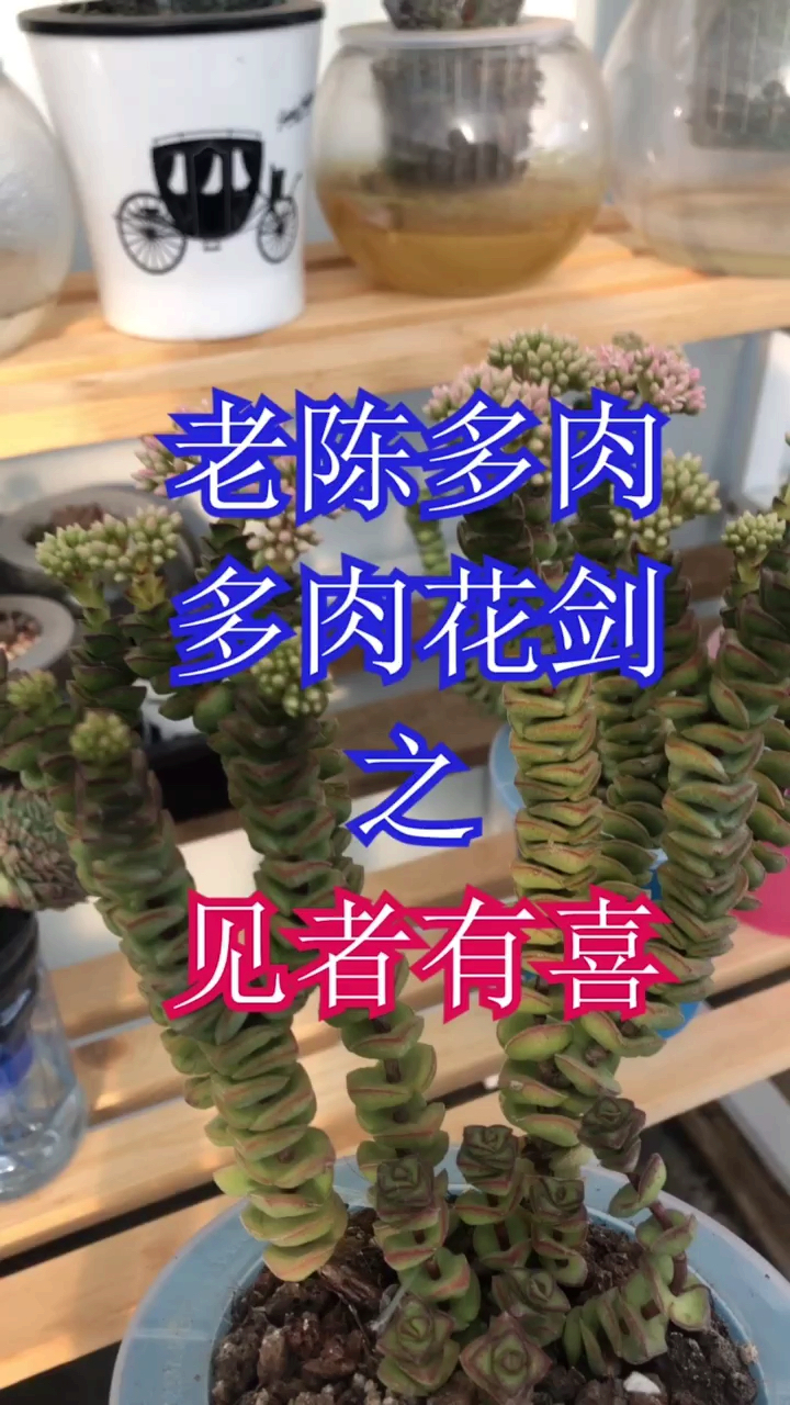 #十一出游记#国庆了!钱串也开花了!预示着什么呢?祝大家越来越好!