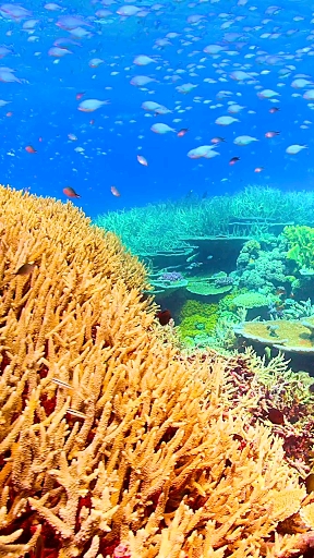 海洋公园旅拍海底世界