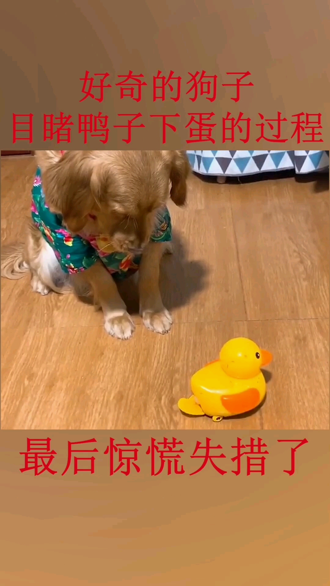 当狗子看到鸭子下蛋的样子惊呆了