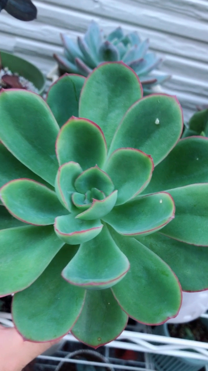 #乡村生活#柠檬王子几经磨难总算开始生长啦!