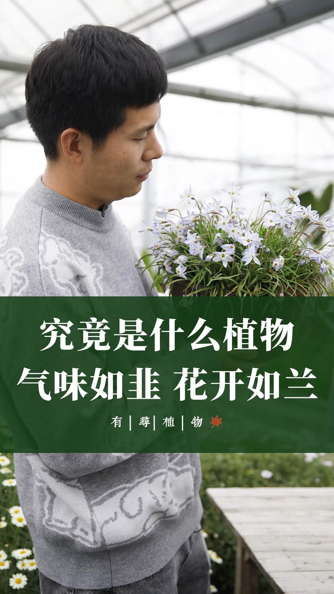 一种长得像韭菜,味道都跟韭菜一模一样,却能开出像风雨兰一样漂亮花朵的植物