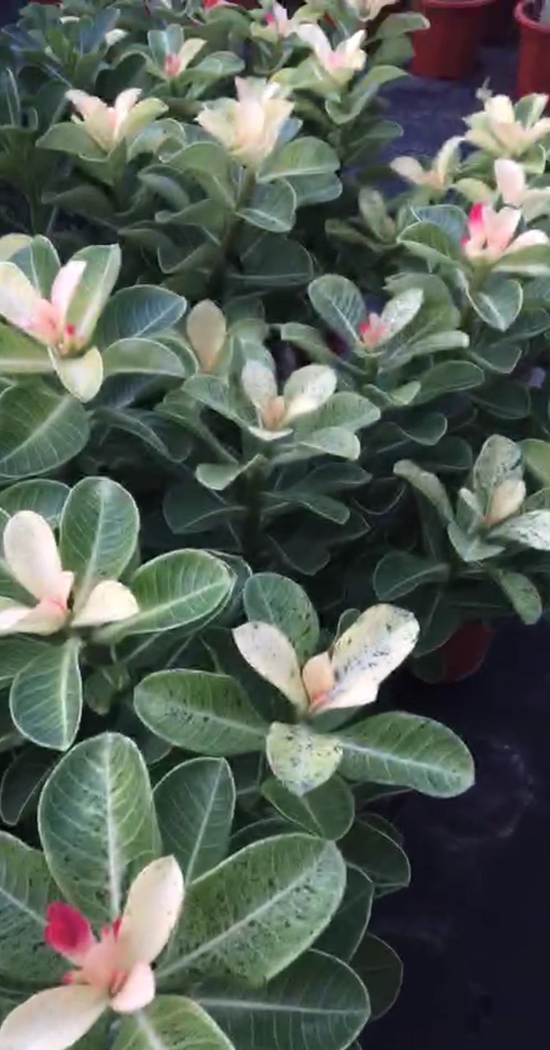 锦叶,爆花啦#沙漠玫瑰#绿植#盆栽#花卉