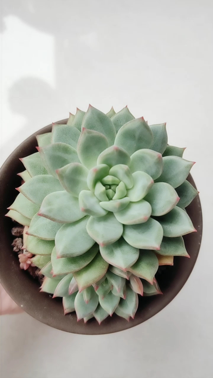 鼻屎苗带大的青苹果