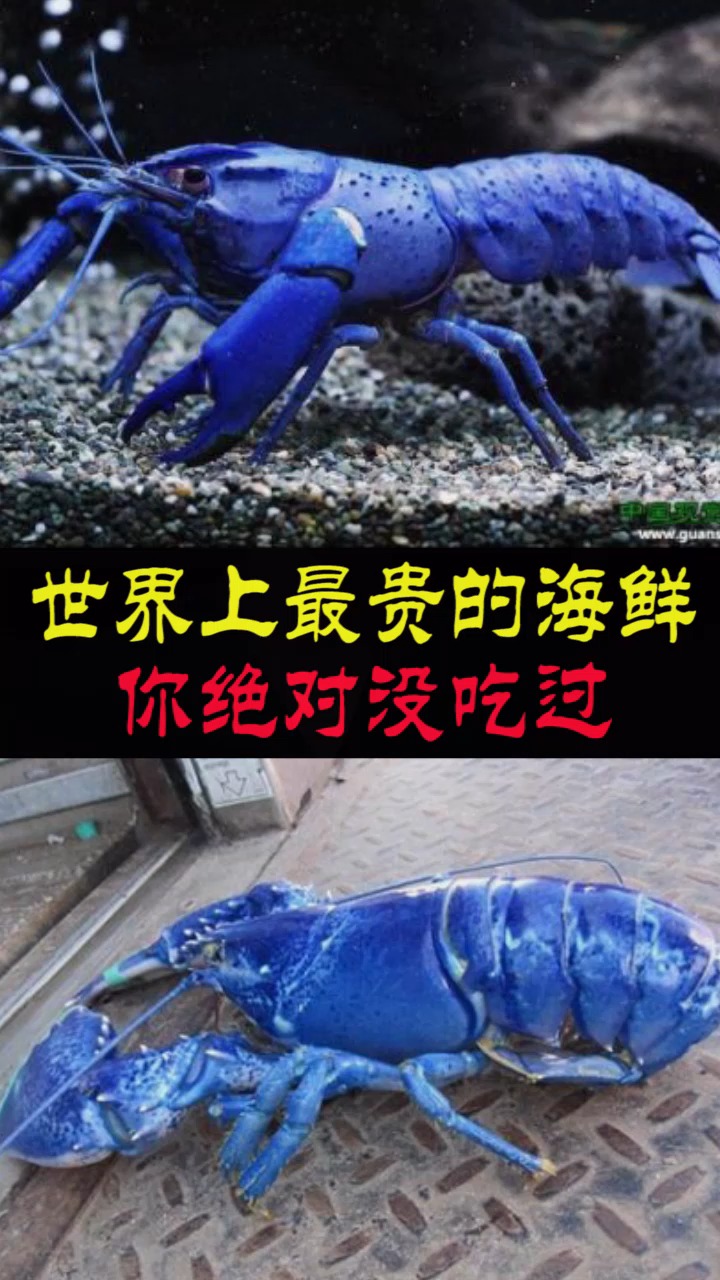 世界上最贵的海鲜,你绝对没吃过