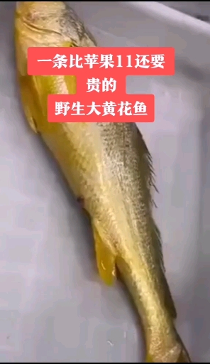 #海鲜#渔民出海捕到一条黄金鱼,大家看看能值多少钱?欢迎大家留言