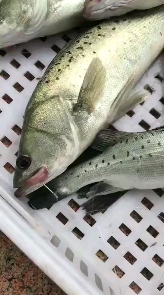 美丽的鲈鱼